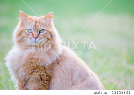 美しいノラ猫 15155331