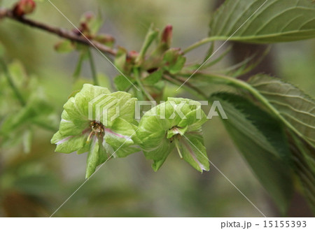 ギョイコウ 15155393