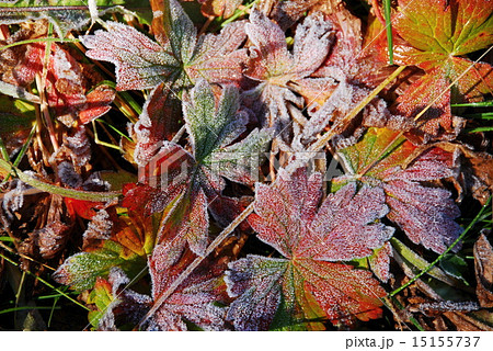 落ち葉 15155737