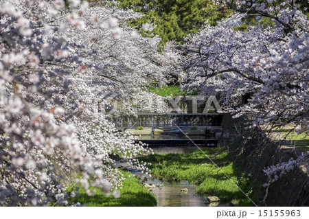 桜 夙川公園 桜 夙川公園 15155963