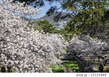 桜 夙川 桜 夙川 15155989