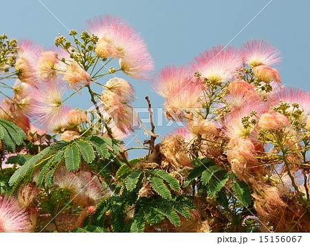 Flowering silk tree 15156067