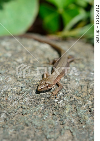 ニホンカナヘビ ニホンカナヘビ 15156312