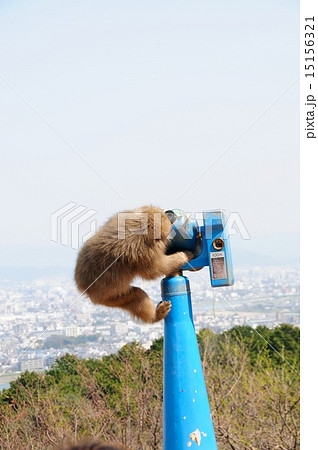 サルと双眼鏡 サルと双眼鏡 15156321