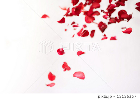薔薇の花弁の写真素材