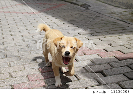 かわいい犬 笑顔の犬の写真素材