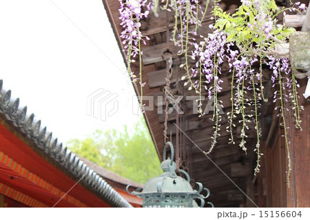 奈良県 春日大社の藤 15156604