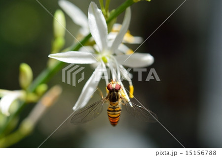オリヅルランと蜂 オリヅルランと蜂 15156788