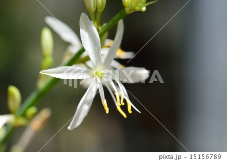 オリヅルラン 15156789