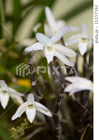 セッコク　香月 15157162