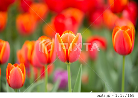 チューリップの花 15157169