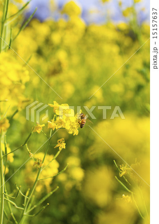 菜の花とミツバチ 菜の花とミツバチ 15157637
