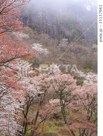 屏風岩 15157661