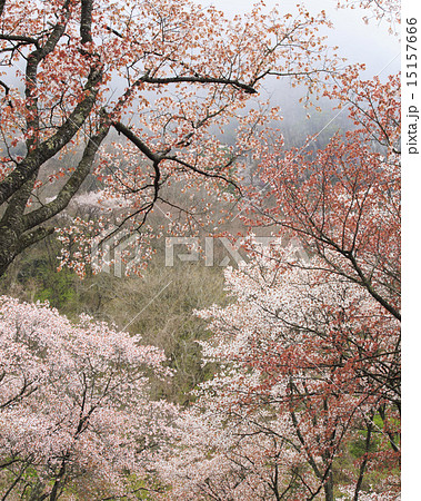 屏風岩 15157666