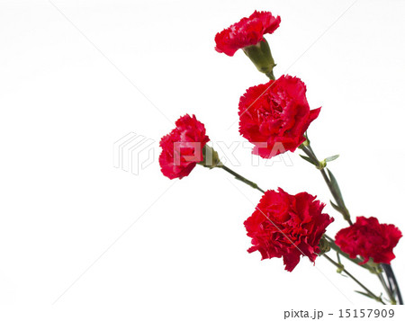 カーネーション(レッド) カーネーション(レッド) 15157909