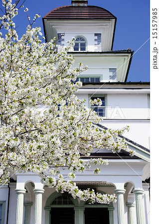 大島桜 大島桜 15157985