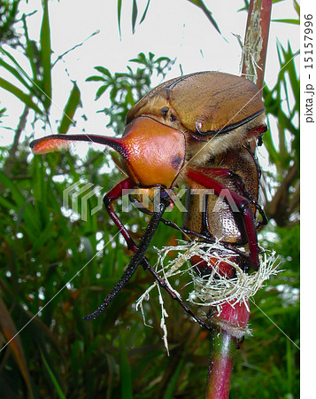 ノコギリタテヅノカブトの写真素材 [15157996] - PIXTA