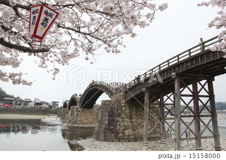 錦帯橋と桜 錦帯橋と桜 15158000