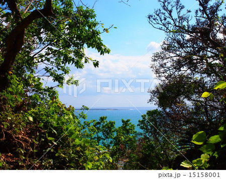 森の先には美しい海 森の先には美しい海 15158001