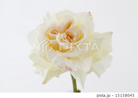 花、薔薇、バラ 15158045