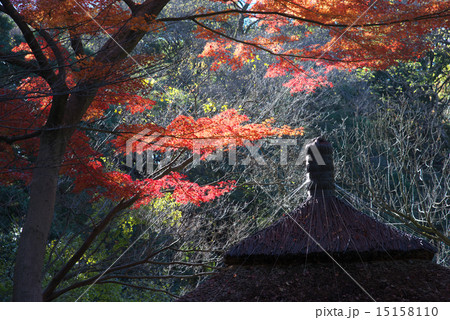 明治神宮御苑の紅葉 15158110