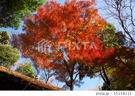 明治神宮御苑の紅葉 15158111