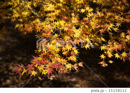 明治神宮御苑の紅葉 15158112