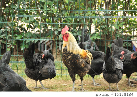 トルコの鶏 15158134