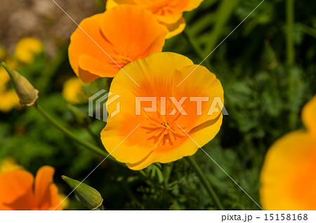 カリフォルニアポピー 15158168