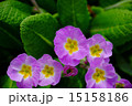 小さな花　 15158186