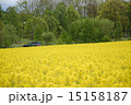 春の野花　菜の花 15158187
