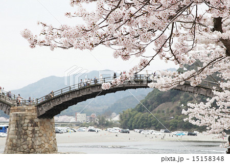 錦帯橋と桜 15158348