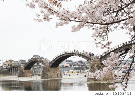 錦帯橋と桜 15158411