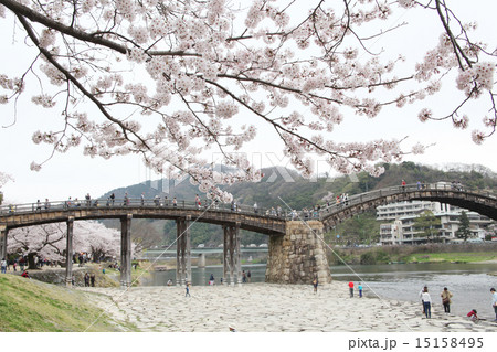錦帯橋と桜 15158495