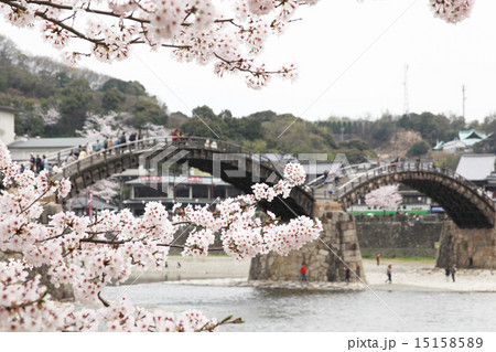 錦帯橋と桜 15158589