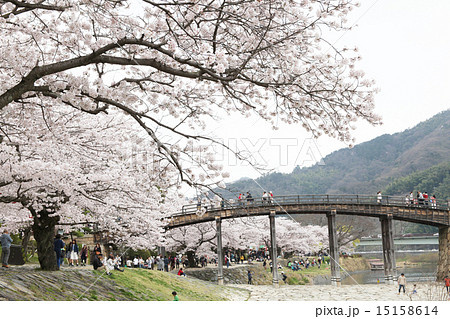 錦帯橋と桜 15158614