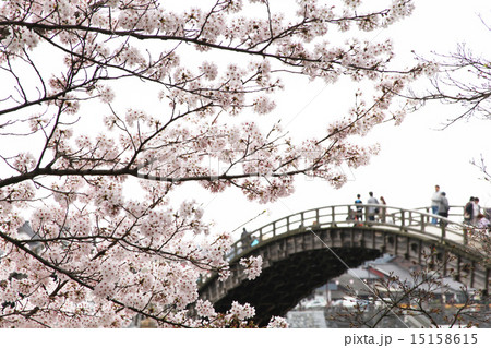 錦帯橋と桜 15158615
