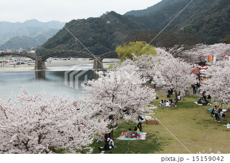錦帯橋と満開の桜 錦帯橋と満開の桜 15159042
