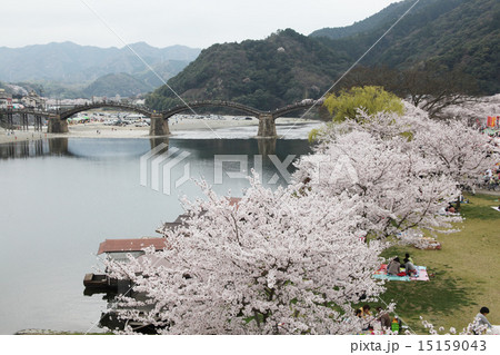 錦帯橋と満開の桜 15159043