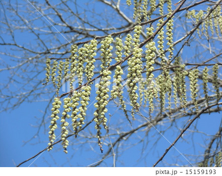 総状花序の黄色い花はキブシの花 総状花序の黄色い花はキブシの花 15159193