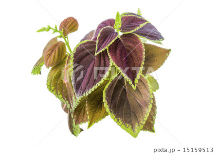 Coleus isolated over white background. Coleus isolated over white background. 15159513