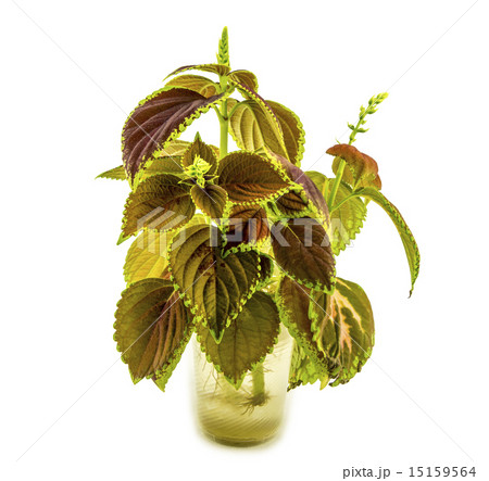 Coleus isolated over white background 15159564