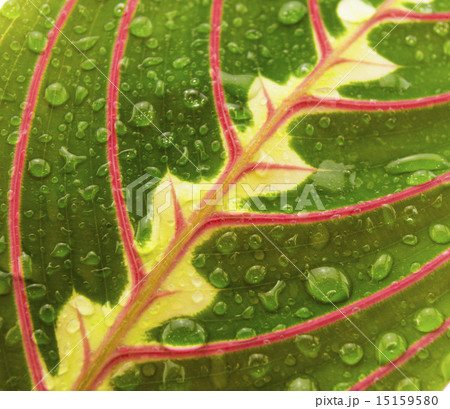 Maranta houseplant on a white background 15159580