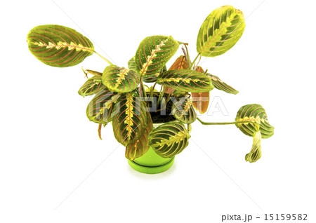 Maranta houseplant on a white background Maranta houseplant on a white background 15159582
