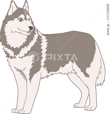 Dog Siberian Husky Real のイラスト素材