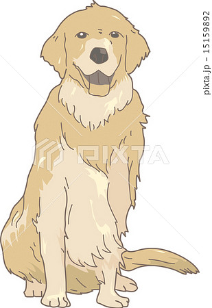 Dog Golden Retriever Real のイラスト素材