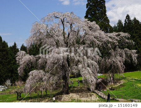 信州高山村水中の枝垂桜 15160149