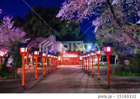平野神社　灯籠　桜 15160332