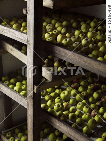 Green apples arranged in rows for over-winter storage on wooden shelves. 15160499
