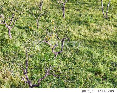 old lemon tree in Sicily 15161709